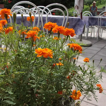 Hotel Bellevue Gignod