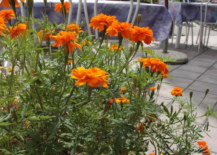 Hotel Bellevue Gignod